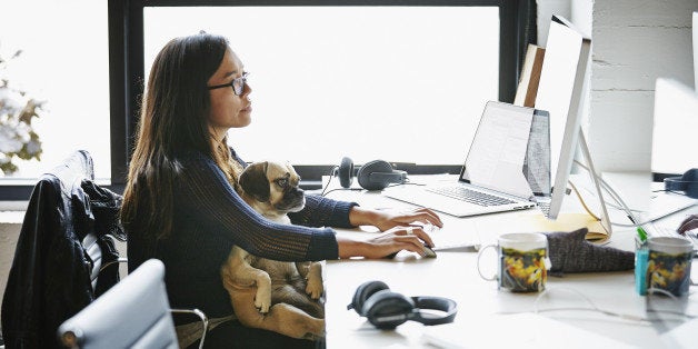 Businesswoman sitting at office workstation working on computer with dog sitting on her lap