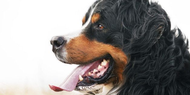 Bernese Mountain Dog portrait. Adult, purebred. Head portrait