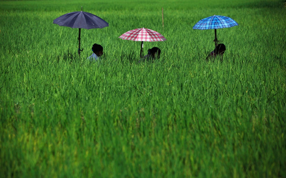 Nepalese women shelter under umbrellas as they work to remove weed from a paddy field in Chitwan, about 44 miles southwest of