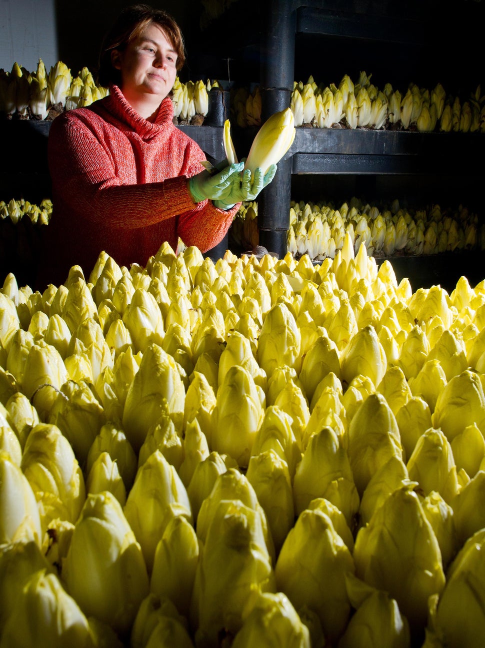 Mandy Diehr, employee of the Landgut Pretschen farm, checks the maturity of chicory plants on Jan. 2, 2014 in Pretschen, east