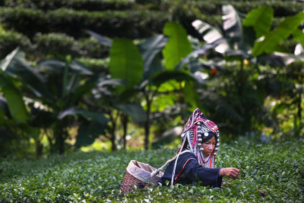 An Akha Hilltribe woman picks Oolong #17 tea leaves during a harvest at the Suwirun Tea farm in the hills outside of Chaing R