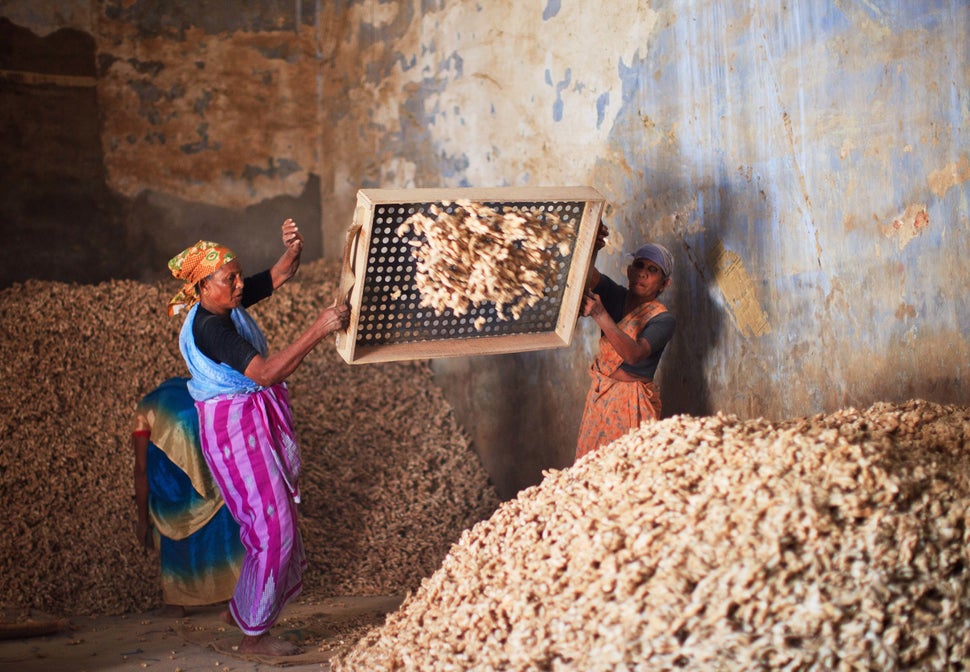 Women working in a ginger and spice factory, selecting ginger roots in the Fort Cochin area on Nov. 23, 2011 in Cochin, Keral