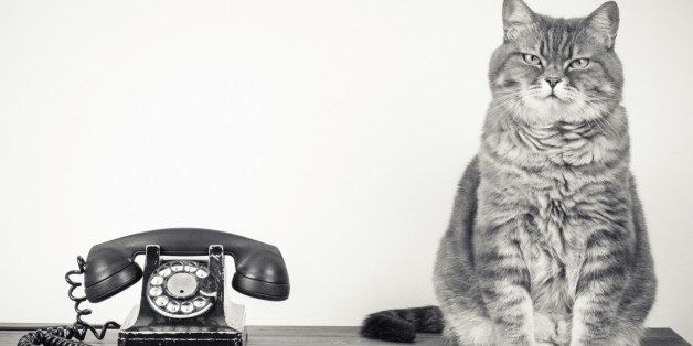 Vintage telephone and cat on table sepia photo