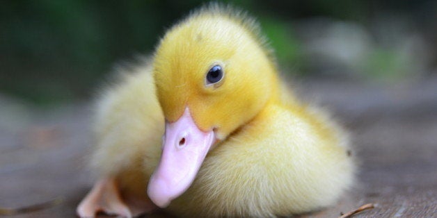 Duckling