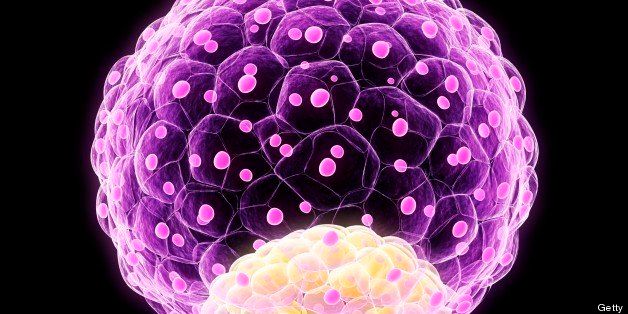 Blastocyst. Computer artwork of a 100-cell blastocyst embryo.