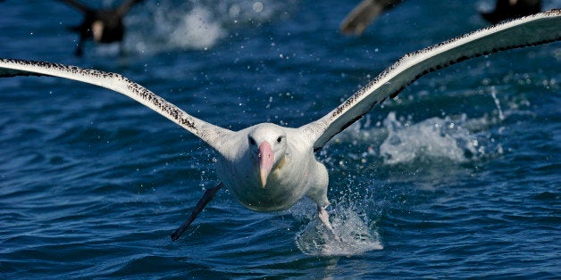 Gibson's Wandering Albatross Diomedea Gibsoni off Kaikoura South Island New Zealand