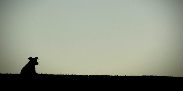 Silhouette Dog On Field Against Clear Sky