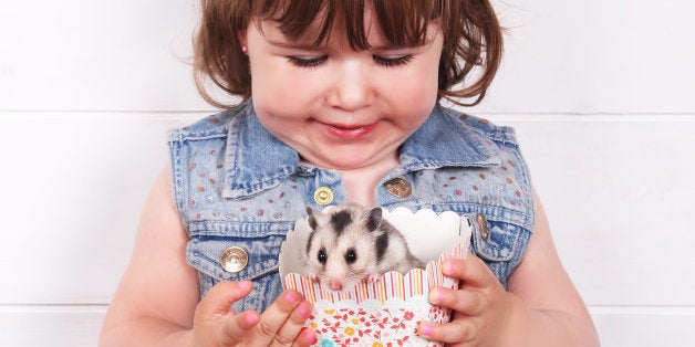 Happy, smiling little girl holding her pet hamster in a box.