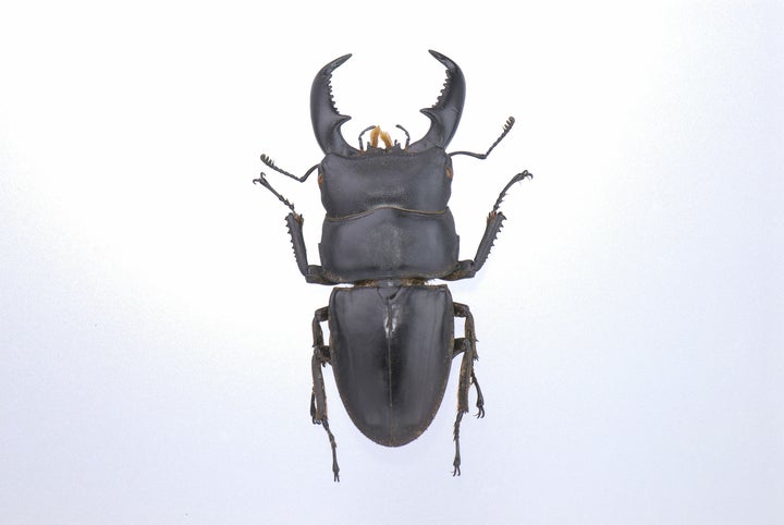 The Insect Collection Of Nobel Prize Winner Tomas Tranströmer