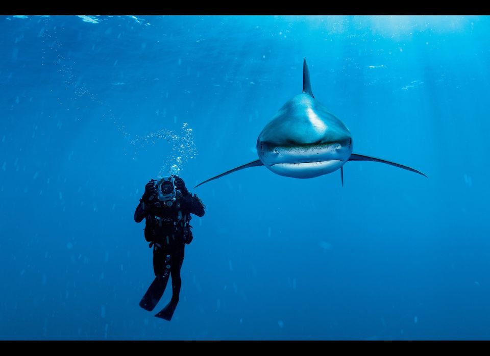 Oceanic whitetip shark. Bahamas, 2005