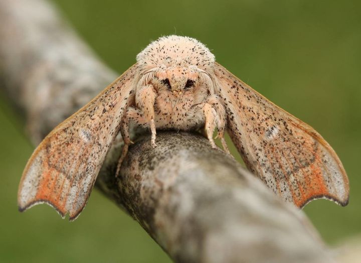 What Are Moths? Facts and Control Tips