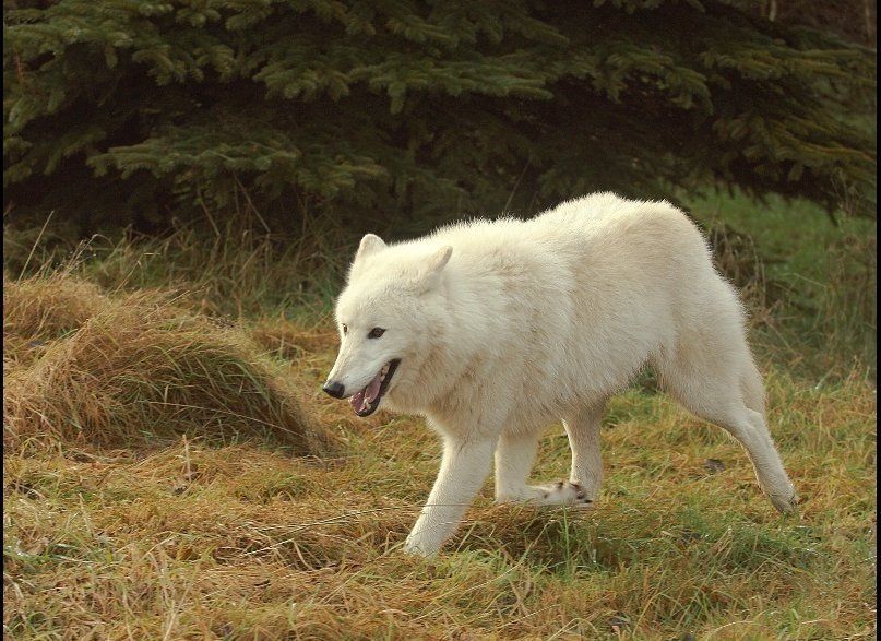 Are dogs just tame wolves?