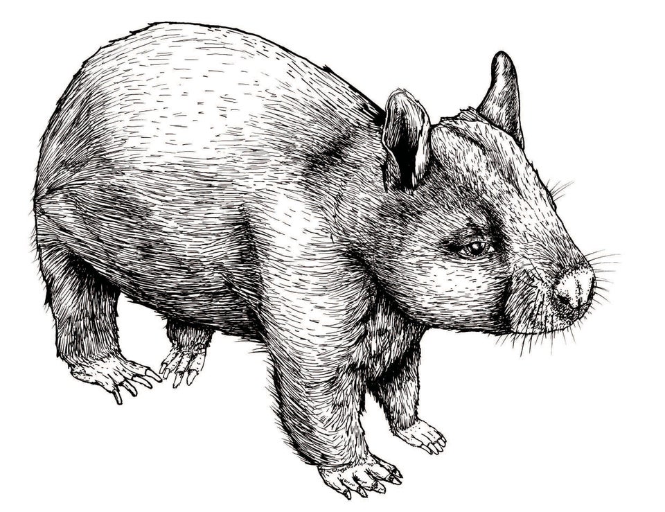 Wombat