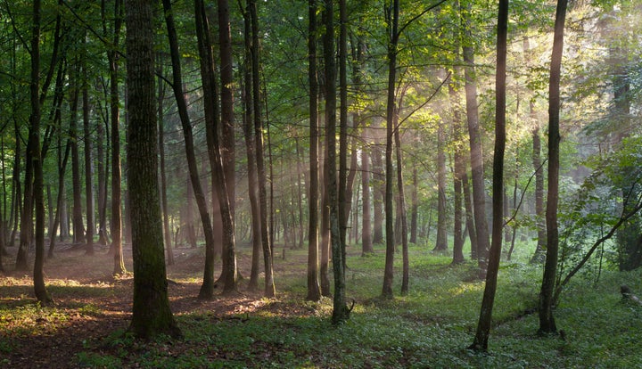 sunbeam entering rich deciduous ...