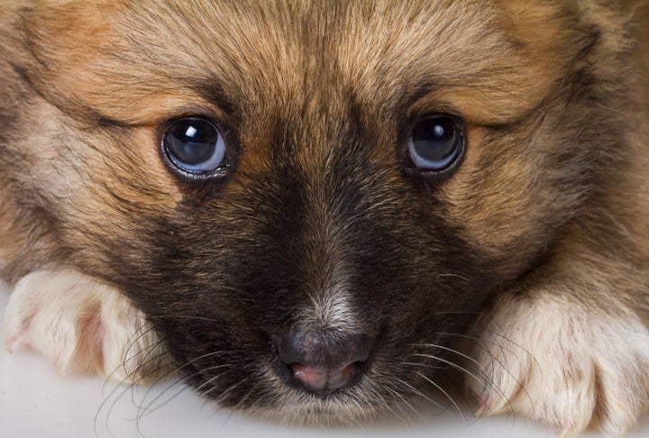 close up muzzle of puppy