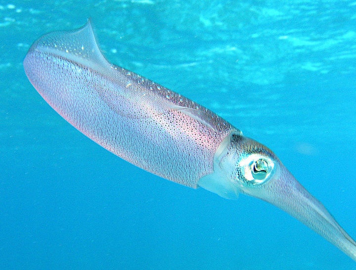 Caribbean Reef Squid (Sepioteuthis sepioidea ) (Blainville, 1823) Photographed by en:User:Janderk | Jan Derk in March 2005 o