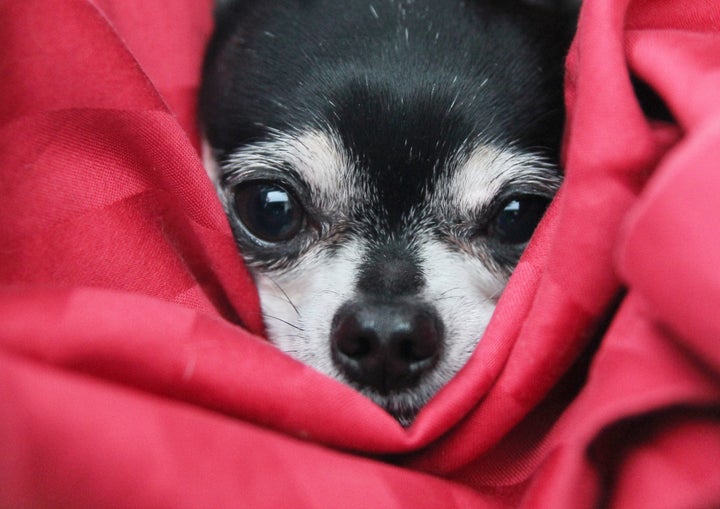 a cute chihuahua in a blanket ...