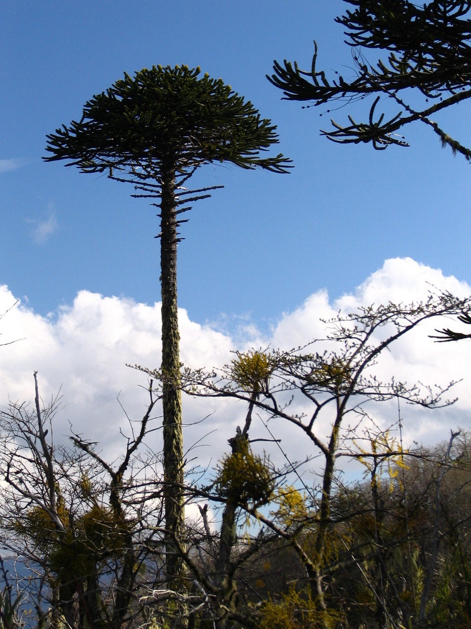 Monkey Puzzle Tree (Araucaria araucana) 