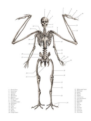 Mythological Creature Skeletons Photos Huffpost Entertainment