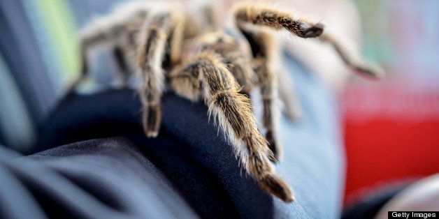Tarantula spider with hairy legs in human arm