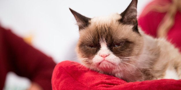 LOS ANGELES, CA - DECEMBER 10: Grumpy Cat attends the Internet Cat Super Group Holiday Unveiling event at Capitol Records Tower on December 10, 2013 in Los Angeles, California. (Photo by Vincent Sandoval/FilmMagic)