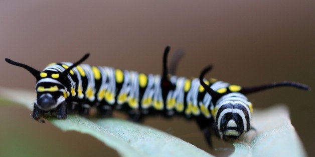 A Monarch butterfly (Danaus plexippus) caterpillar feeds on a leaf in Kathamandu on October 30, 2011. Caterpillars are the la
