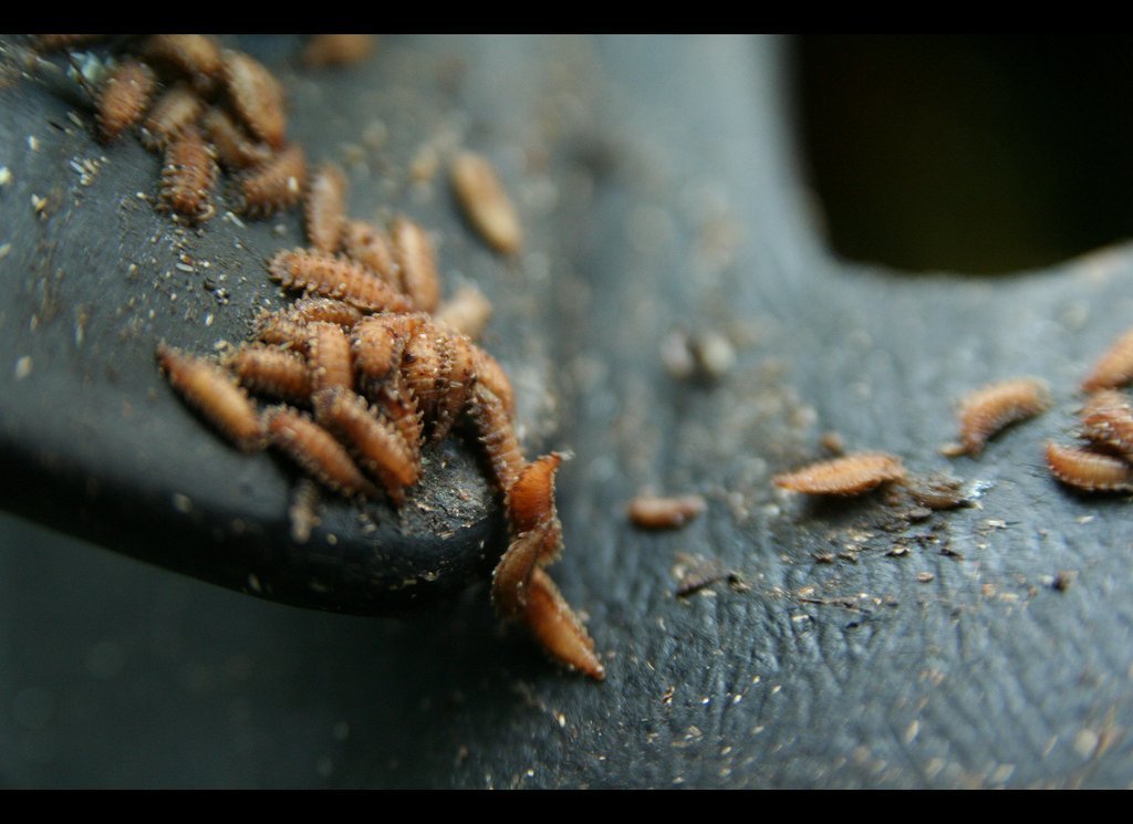 Homeless Man Maggots Leg