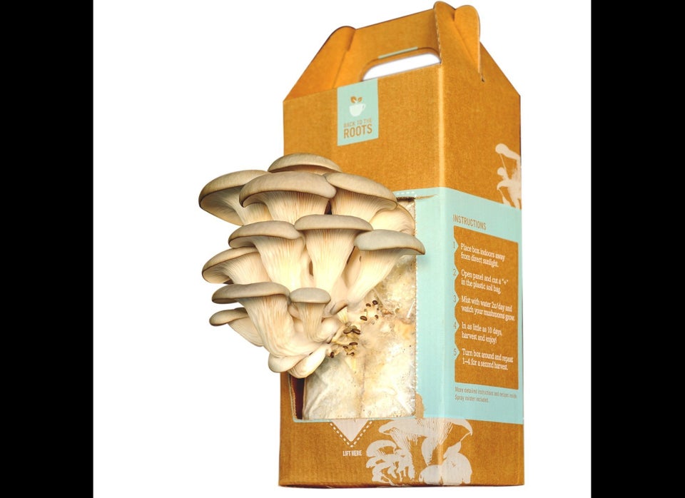 Back To The Roots Mushroom Kit