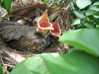 Description Bird nest | Source | Date 2005-06-25 | Author Gogo | Permission migration relicense unidentified Passeriformes Category:Passeriformes nests ...