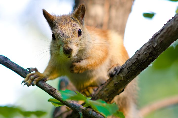 the beautiful squirrel close up ...