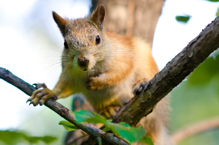 the beautiful squirrel close up ...