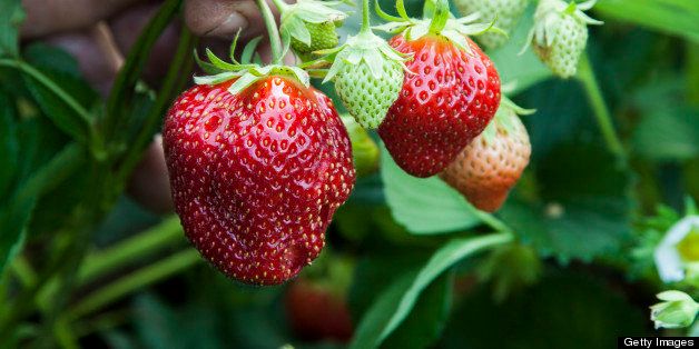 Organic strawberry in Orletta, Corsica, France.