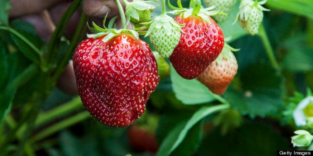 Organic strawberry in Orletta, Corsica, France.