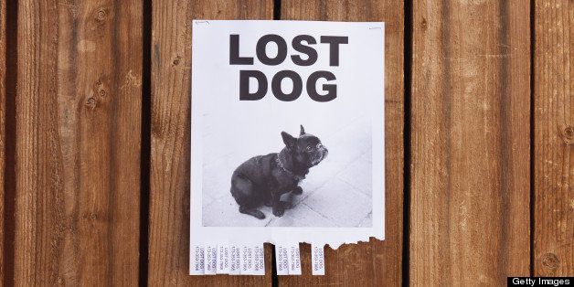 A lost dog flyer posted on a wooden fence