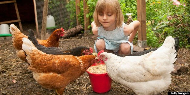Germany, Brandenburg, Girl on hen farm