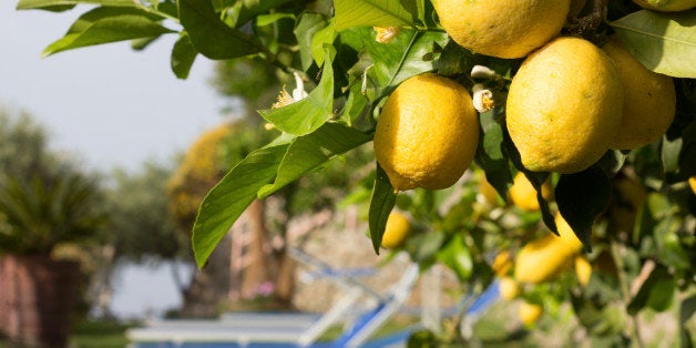Lemon groves are common on the Amalfi Coast. This image is of lemons overlooking sun loungers in a Amalfi resort.