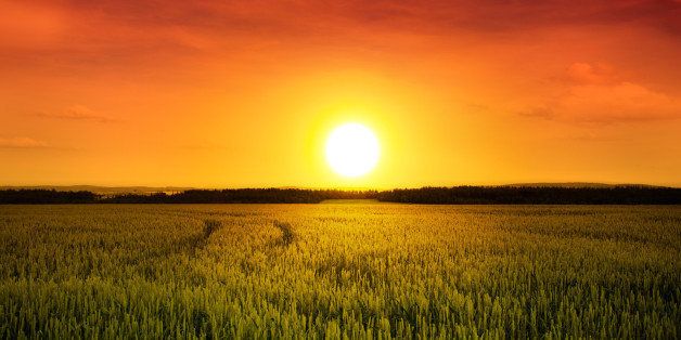 sunset above barley field