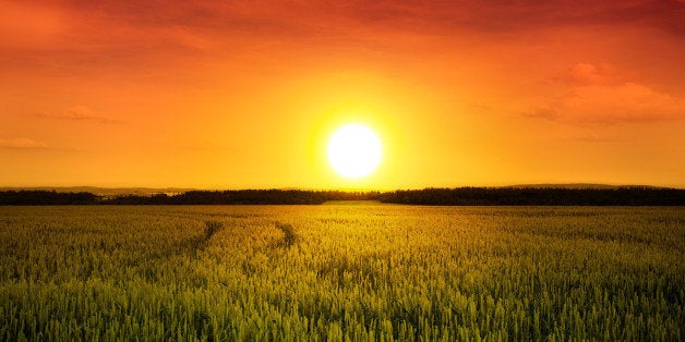 sunset above barley field