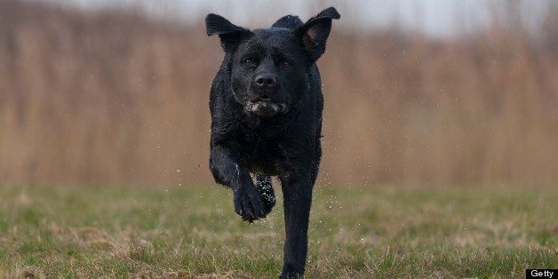 Black female Labrador!Running little wet dog with only 2 feet on the ground.