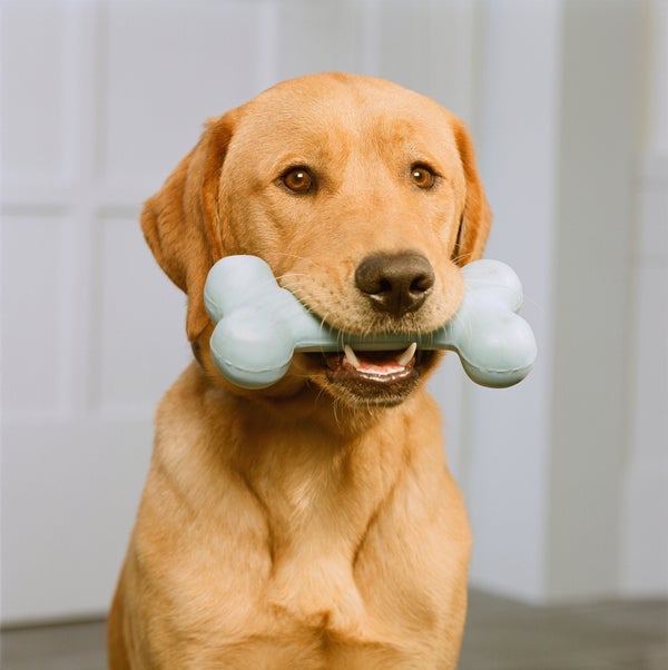 Pet toys can not only have coliform bacteria on them, they can also house yeast, mold, and Staph bacteria, none of which are 