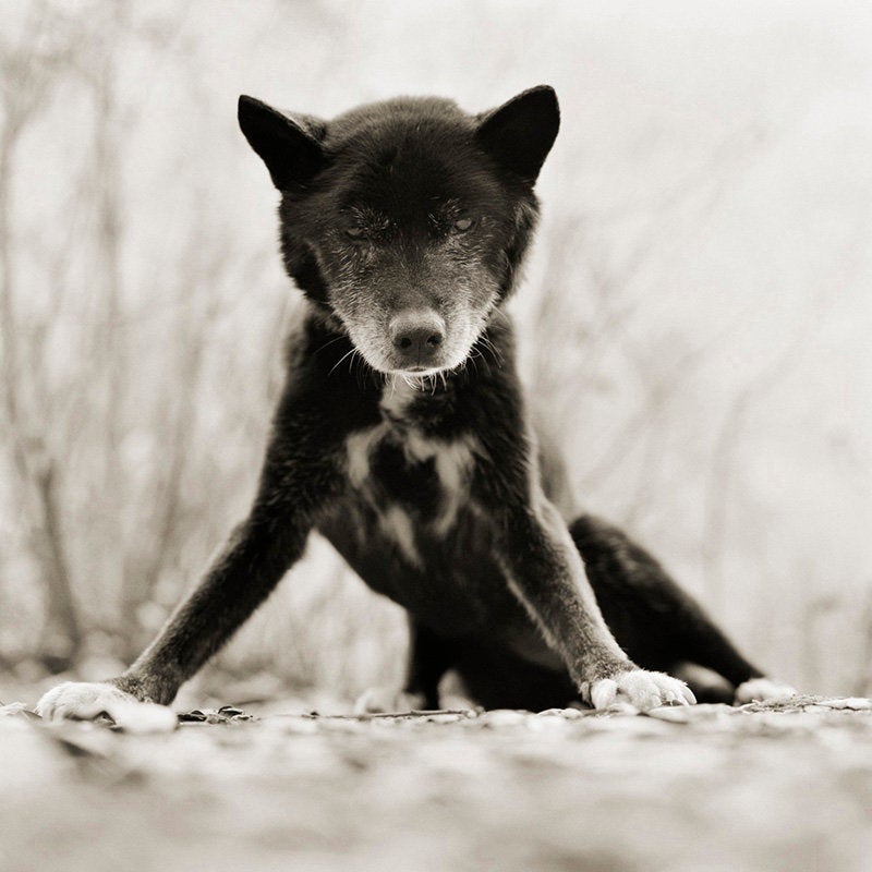 Australian kelpie, 19 ans