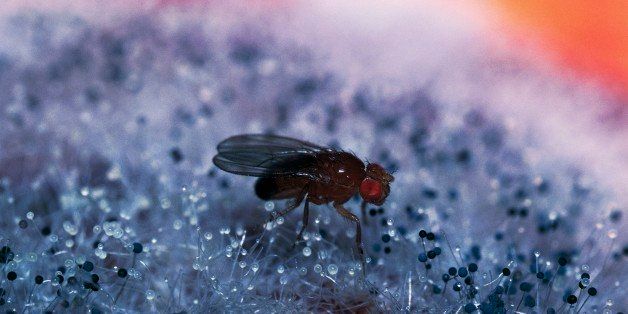 UNSPECIFIED - CIRCA 2002: Common fruit fly or Vinegar fly (Drosophila melanogaster), Drosophilidae. (Photo by DeAgostini/Getty Images)