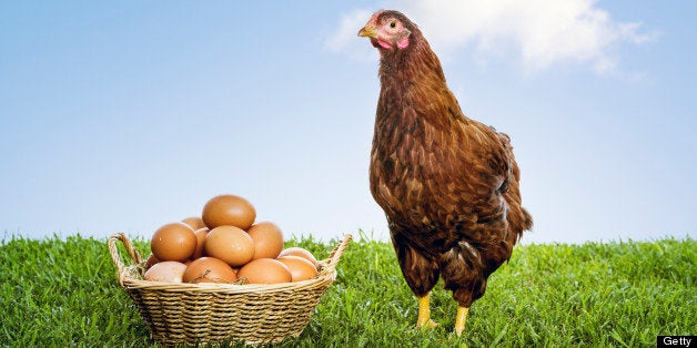 Brown hen with basket full of eggs