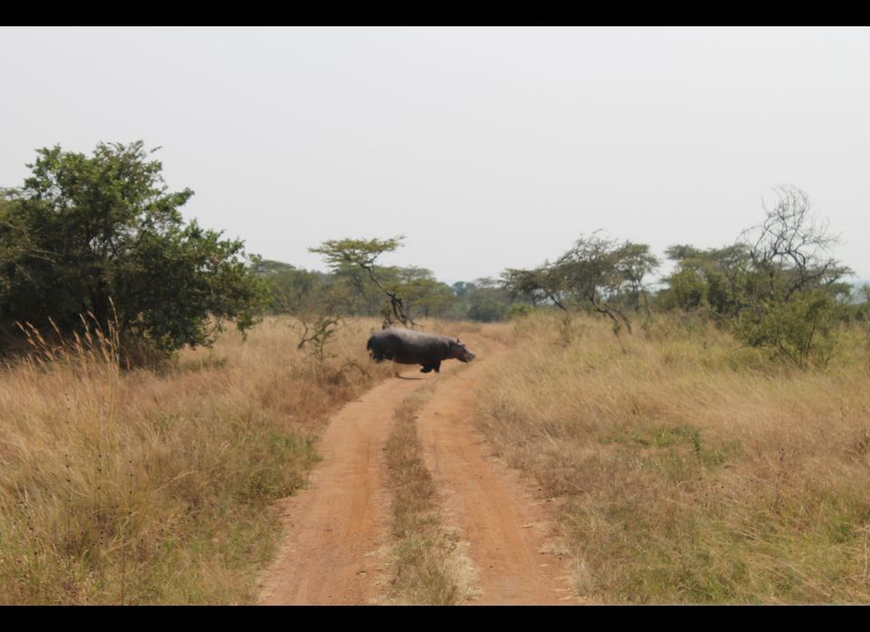 Trust the Timing - A Hippo Crosses the Road