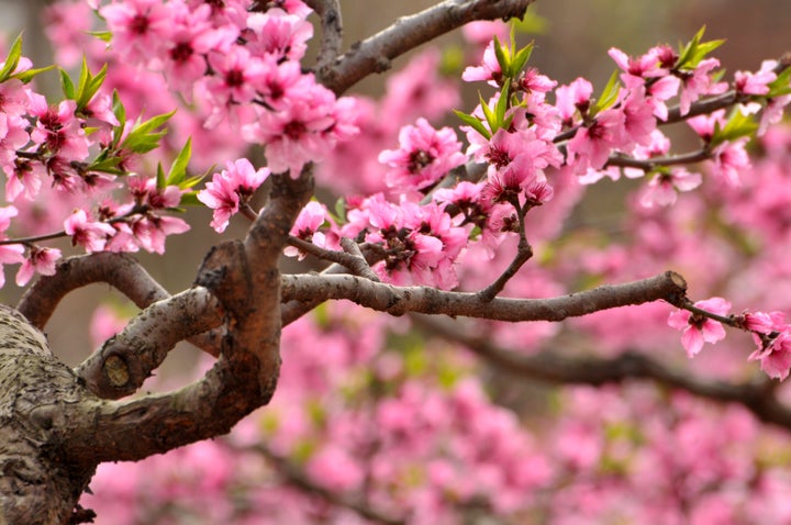 Blossom cherry flowers in spring