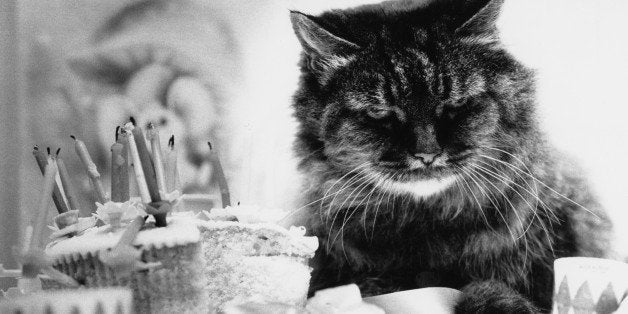 A twenty-seven-year-old cat celebrates her birthday, 22nd August 1977. (Photo by Colin Davey/Evening Standard/Hulton Archive/Getty Images)