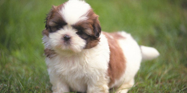 A Shih Tzu Standing on Grass, Front View, looking at Camera, Differential Focus
