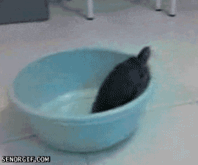 whatshouldwecallme: 15 Hilarious GIFs From The Viral Tumblr | HuffPost Teen
