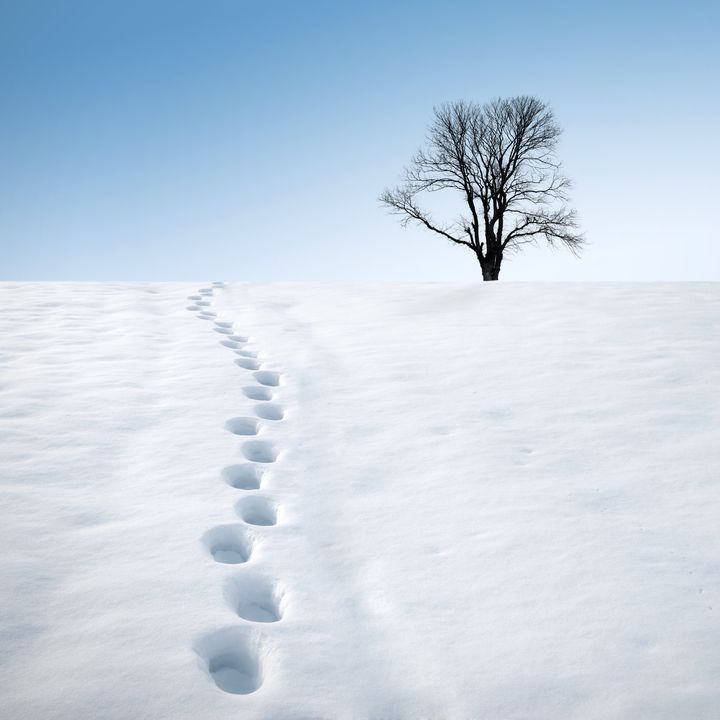 Footprints in deep snow and a tree on horizon. Winter landscape