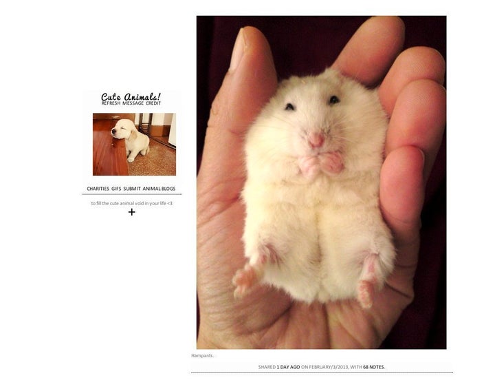 User blog:ChocolateBliss/Hamster Life